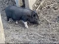 Boar, Вьетнамская вислобрюхая — photo 1