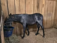 Jument, Rocky Mountain Horse — photo 8