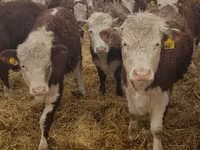 Kuh, Holstein-Rasse — Foto 8