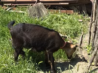 عنزة, Nubian Goat — الصورة 5