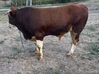 Bulle, Simmental cattle — Foto 4