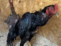 Chickens — photo 2