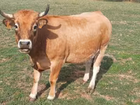 Vacă, Aubrac cattle — foto 6