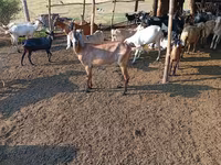 Cabra, Nubian Goat — foto 3