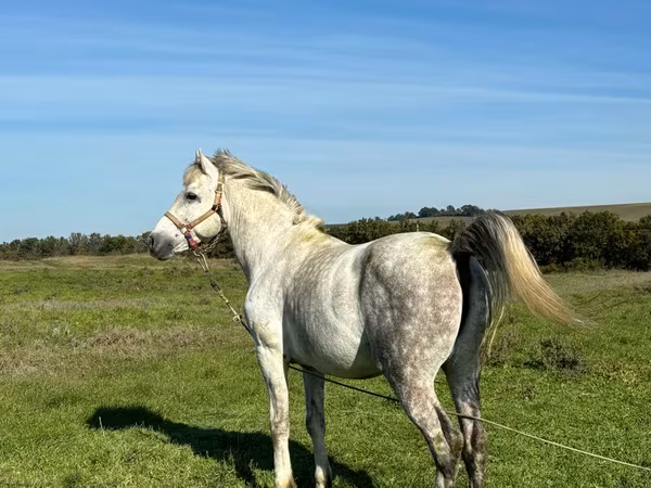 Hengst, Pferde