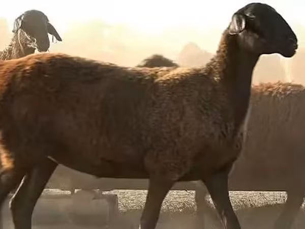 Brebis, Edilbay sheep