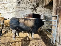 Vache, Aubrac cattle — photo 1
