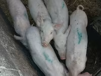 Scroafă, Porci — foto 1
