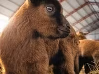 Dişi keçi, Saanen goat — foto 7