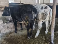 Bou, Belgian Blue — foto 3