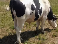 公牛, Holstein breed — 照片 4