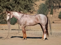 घोड़ा, National Show Horse — फ़ोटो 6