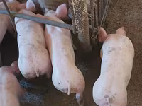 Vier, Porci — foto 3