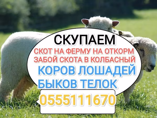 Букачар, Швиц породу