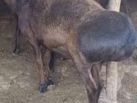 Ram, Hissar sheep — photo 1