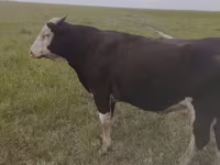 Bou, Russian Black pied cattle — foto 1