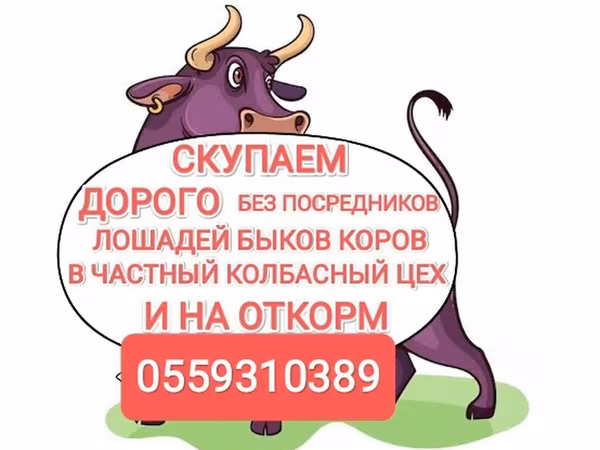 Bou, Bovine