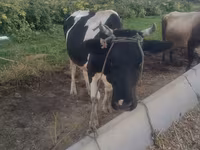 母牛, Holstein breed — 照片 3