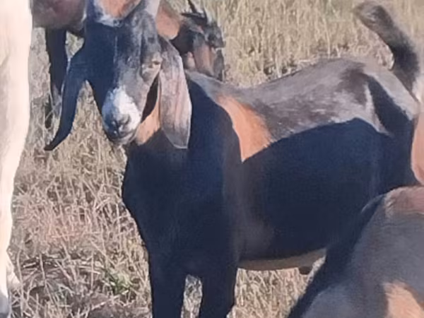 Cabro, Nubian Goat
