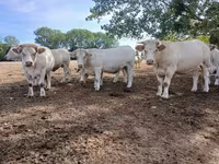 Vacă, Charolais cattle — foto 7