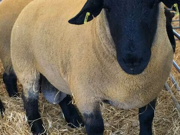 Berbec, Dorper sheep