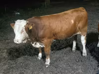 Bull, Swiss cattle — photo 3