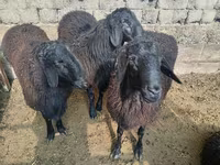 Berbec, Rhon sheep — foto 3