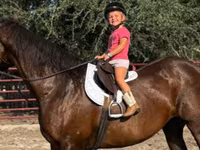 Jument, Quarter Horse — photo 2