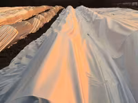 Агроволокно белое укрывное, Agrofibre (Agril) albe de protecția plantelor — Foto 5
