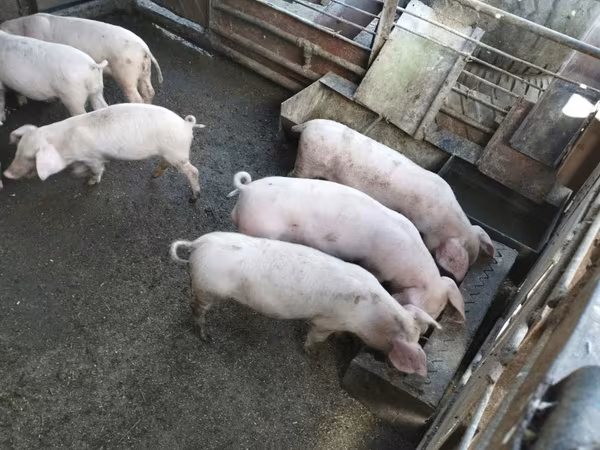 Vier, Porci — Republica Moldova