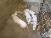 Boar, Pigs — photo 4