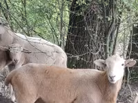 Berbec, Katum sheep — foto 1