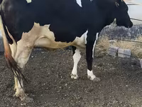 Sigir, Russian Black pied cattle — 7-rasm