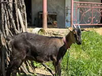 عنزة, Nubian Goat — الصورة 1