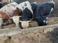 Vacă, Bovine — foto 2