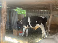 Taureau, Race Holstein — photo 2