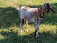 Capră, Nubian Goat — foto 1