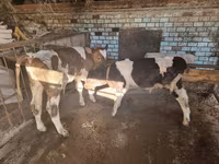 Buğa, Mal-qara — foto 1