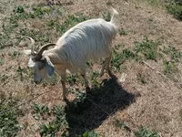 Cabra, Cabras — foto 1