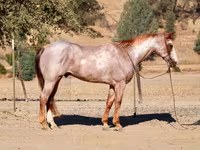 घोड़ा, National Show Horse — फ़ोटो 8