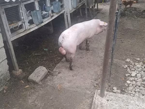 Хряк, Свиньи — Молдова