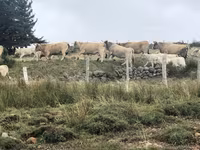 Vache, Aubrac cattle — photo 5