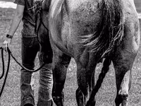 At, Quarter Horse — foto 6