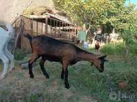 Capră, Saanen goat — foto 4