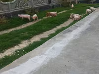 Eber, Schweine — Foto 3