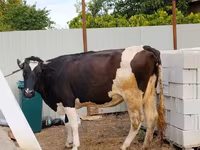 Vaca, Raça Holstein — foto 5