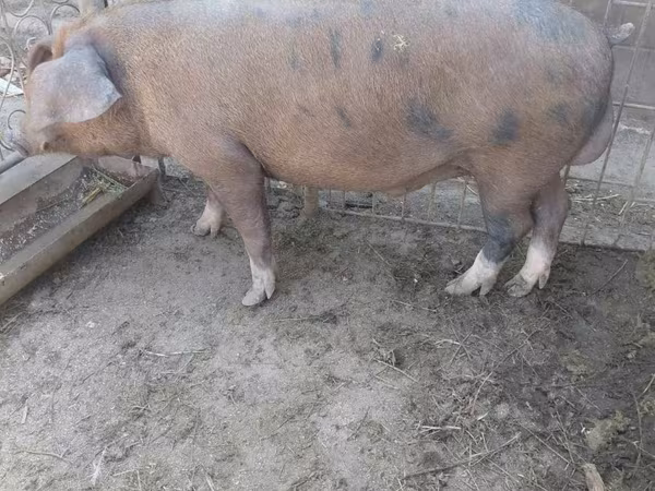 Eber, Schweine — Republik Moldau