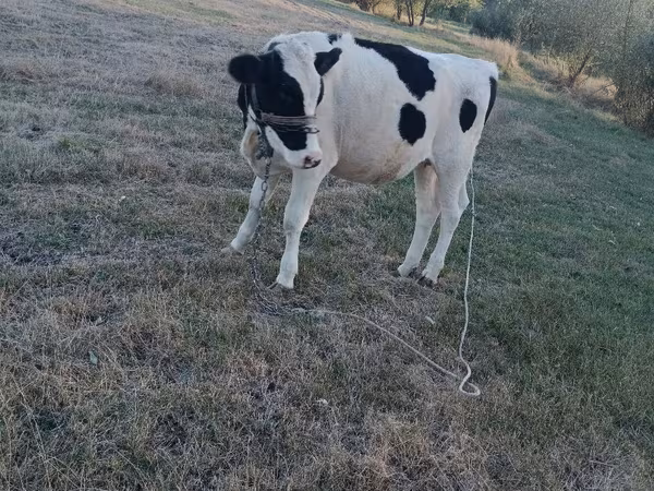 Sigir, Gollandiyalik zot — Moldova