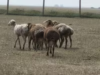 Кочкор, Гиссар койу — сүрөт 4