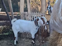 Cabro, Nubian Goat — foto 3